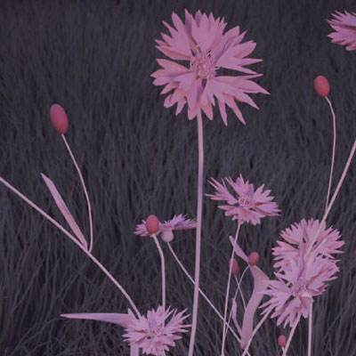 半岛网页版手机app下载